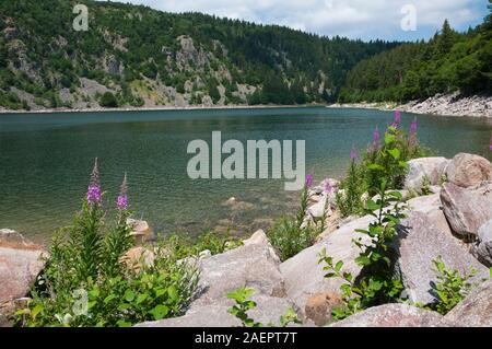Lago Blanco (1055m), cerca de Orbey, macizo de los Vosgos, Haut-Rhin (68), Alsacia, región, Francia Grand Est Foto de stock