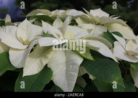 Color amarillo crema poinsettia florales, Flor de Nochebuena, Navidad,  Estrella de Navidad Flor Fotografía de stock - Alamy