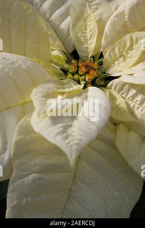 Color amarillo crema poinsettia florales, Flor de Nochebuena, Navidad,  Estrella de Navidad Flor Fotografía de stock - Alamy