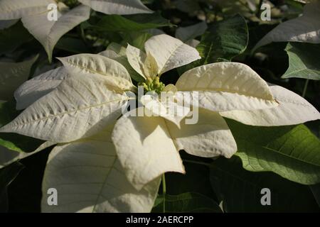 Color amarillo crema poinsettia florales, Flor de Nochebuena, Navidad,  Estrella de Navidad Flor Fotografía de stock - Alamy