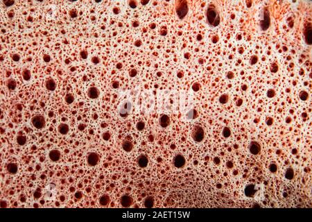 Detalle del interior de una esponja creciente sobre un arrecife de coral en Indonesia. Las esponjas son importantes filtradores de comida y agua limpia de materiales orgánicos. Foto de stock