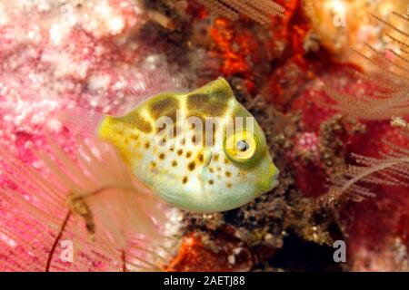 Mimic Filefish, Paraluteres prionurus. Coloración juvenil. Estos peces imitan al Toby, Canthigaster valentini, con entrañas negras. Tulamben, Bali