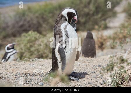 El pingüino en la playa de la patagonia argentina