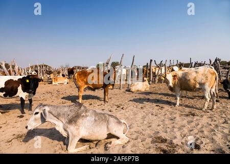 Pastoreo de ganado en el área remota junto a Sowa PAN (SUA PAN), Makgadikgadi cacerolas, Botswana, África del Sur, África Foto de stock