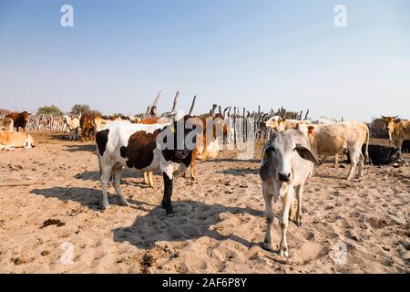 Pastoreo de ganado en el área remota junto a Sowa PAN (SUA PAN), Makgadikgadi cacerolas, Botswana, África del Sur, África Foto de stock
