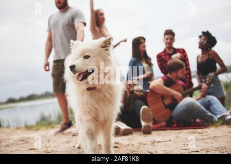 Retrato de perro blanco. Grupo de personas tienen un picnic en la playa en el fondo. Amigos divertirse en horario de fin de semana