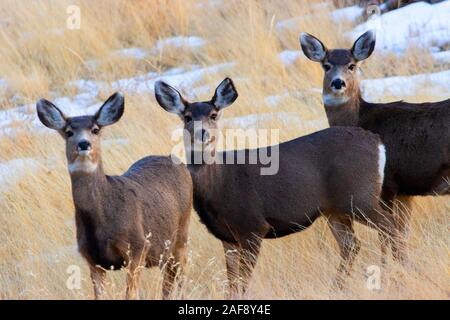Trío de lindos ciervos mula al atardecer en una fría noche de invierno de Colorado Foto de stock