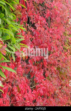 Plantas de escalada. Parthenocisus quinquefolia; hojas rojas de otoño de cinco puntas de Virginia que contrastan con una planta verde de escalada en una pared. REINO UNIDO Foto de stock