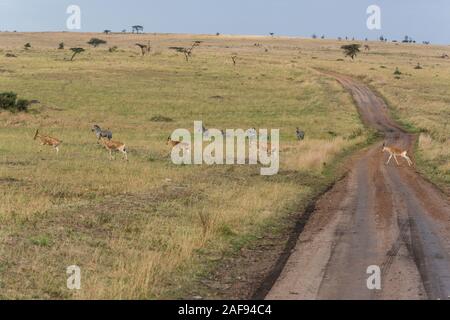 La República Unida de Tanzanía. Hartebeest (Alcelaphus buselaphus) al cruzar la carretera, al norte de Parque Nacional del Serengeti.