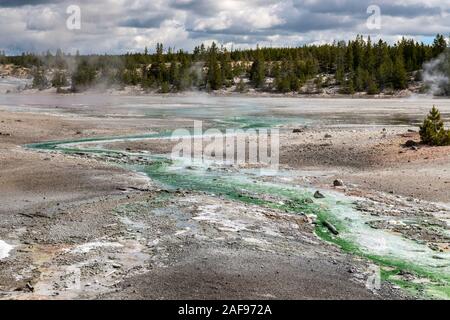 Limón verde algas Cyanidium prosperan en agua tibia que fluye de los géiseres en la cuenca de porcelana de Norris Géiser cuenca en Yellowstone National Pa