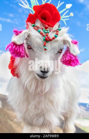 Adornado de cabra de montaña en el Tíbet, China Foto de stock