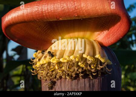 Desde el jardín de flores de banano en Madagascar Foto de stock
