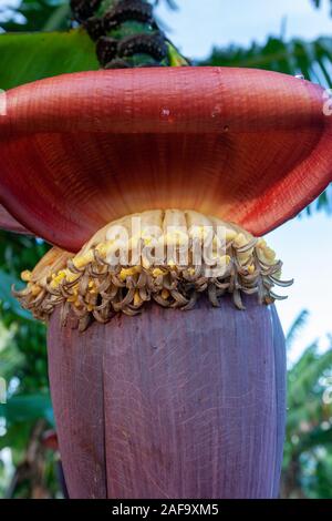 Desde el jardín de flores de banano en Madagascar Foto de stock