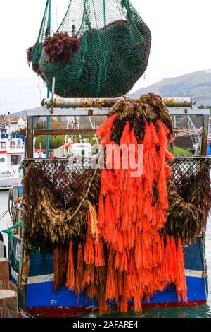 La descarga de algas rojas, puerto pesquero de Saint-Jean de Luz, Pirineos Atlánticos, Francia