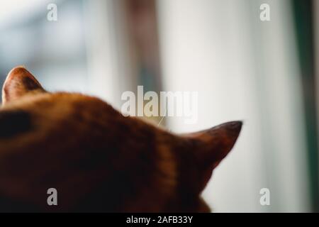 Vista trasera de Muy lindo gato durmiendo en el cat tree detalles sobre las pieles peludas - con cuidado y vigilancia se centran en la audiencia moustashe blanco Foto de stock