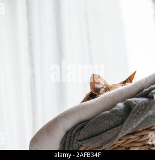 Vista trasera de Muy lindo gato durmiendo en el cat tree detalles sobre las orejas y bigotes - cuidadosamente y audiencia de vigilancia Foto de stock
