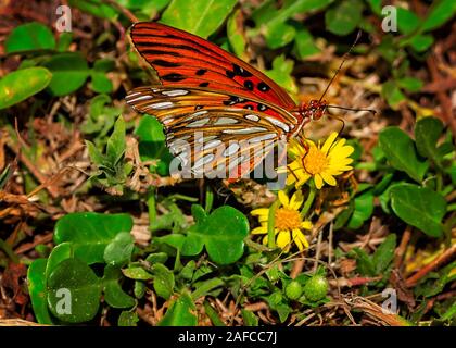 Una mariposa fríllaria del Golfo (Agraulis vanillae) se alimenta de flores amarillas en el Parque Estatal de la Península de San José en Port St. Joe, Florida. Foto de stock