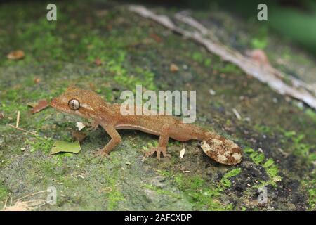 Corto-sosteniendo puntera doblada gecko, Foto de stock