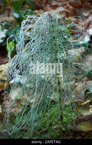 El Equisetum arvense cubierto de escarcha. Planta como abeto. Congelados Equisetum arvense en diciembre Foto de stock