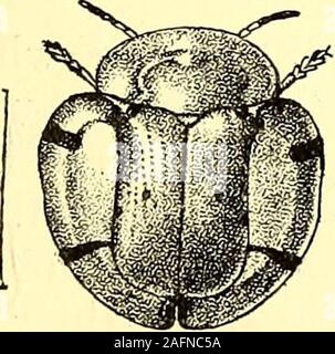 . Coleoptera: introducción general y Cicindelidae y Paussidae. Fig. 83.-Botryo nopa-sh&ppardi. Las larvas de la Cassidi?st.e son notables por su hábito de.