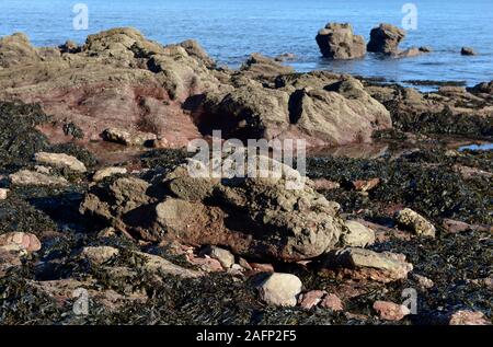 Época devoniano rocas cubiertas con muchos percebes (Semibalanus balanoides) en Oyster cove sur de Paignton, Devon, Reino Unido, en el geoparque mundial UNESCO Foto de stock