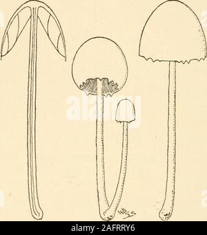 . Sinopsis de los británicos Basidiomycetes ; un catálogo descriptivo de  los dibujos y modelos en el Departamento de Botánica, Museo Británico. A. A  continuación mid. G. adnexo-ascendente, gris ceniciento toblack. Carne  blanca. En estiércol de vaca, en el ...