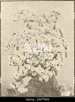 . 1905-'06 catálogo descriptivo de flores raras : semillas, plantas, bulbos, cactus, etc. secuaces, ricli carmín violeta tintado. 25C a 100 dólares cada uno. Miniatus Semi-plena. , Grande, semi-dobles, brillante y atractivo, luminoso vermillion-escarlata flores. 25c cada uno. HYPER.ICUM Hierba de San Juan. Un hermoso arbusto siempre verde que lleva gran golden-yellowsatiny flores con numerosos estambres como hilo largo. Siempre en flor. 15C a 25c esch. 40 Theodosia B. Pastor Companys Catálogo MRS. Dos nuevos pastores HELIOTROPES. R.oyaI Alteza. Una magnífica nueva escalada heliotrope de maravillosamente rápido crecimiento,formando
