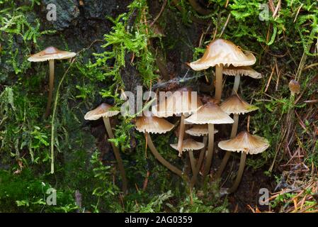 Los capots común, pequeños hongos y musgo sobre la corteza de un roble Foto de stock