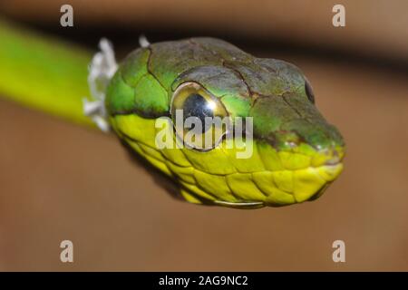 Nariz corta la serpiente, viña oxybelis brevirostris, derramando la piel, Costa Rica