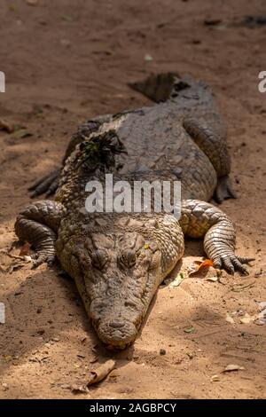 El primer plano de un enorme cocodrilo arrastrándose en el suelo Senegal  Fotografía de stock - Alamy