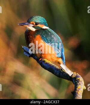 Kingfisher sobre una rama femenina sobre la superficie del agua. Foto de stock