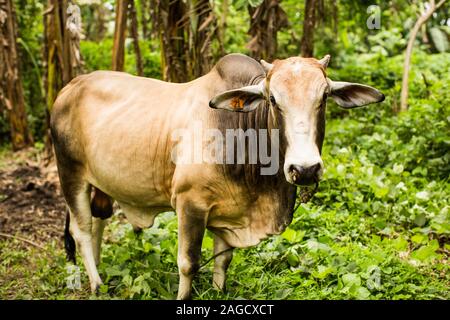 Toro marrón comiendo hierba en un bosque verde durante el día Foto de stock
