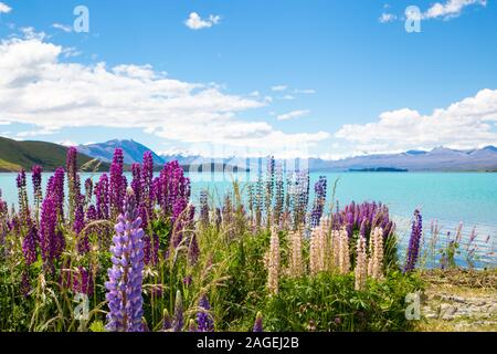 Bellos y vibrantes de color rosa y púrpura altramuz flor alrededor del lago Tekapo a principios de verano, Nueva Zelanda