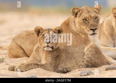 Sub adulto joven cachorro de león y su madre, acostado en el lecho del río, Parque Nacional Kruger, Sudáfrica