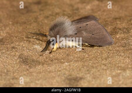 Muselina Diaphora mendica (polilla) macho descansando sobre la piedra, Gales, Mayo Foto de stock