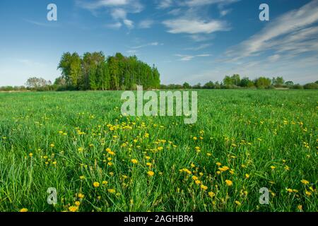 Pradera verde primavera con flores amarillas, los árboles en el horizonte y las nubes blancas en el cielo azul Foto de stock