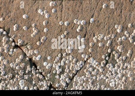Percebe sobre rocas en Gairloch Playa, Highlands escocesas