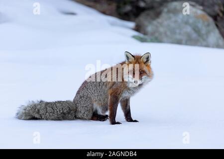 El zorro rojo (Vulpes vulpes) sentados en la nieve en invierno en las montañas