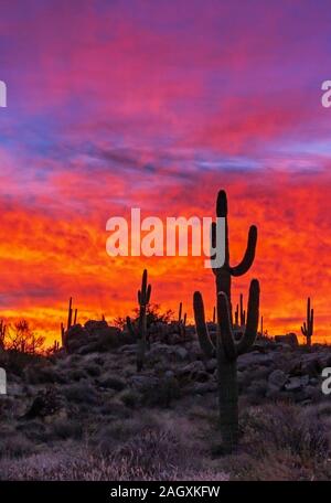 Colorido y quemando el cielo del amanecer del desierto paisaje con cactus saguaro en primer plano.
