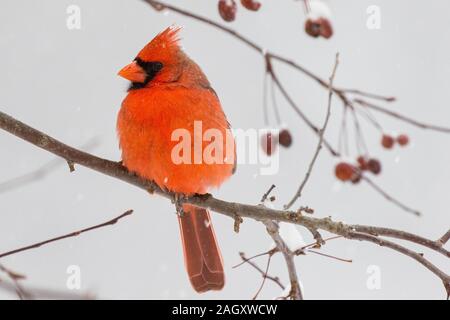 Un cardenal masculino se sienta en una rama cubierta de nieve en el invierno Foto de stock