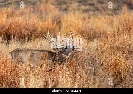 El venado bura buck/ ciervo en celo (Odocoileus hemionus) y el Refugio de Vida Silvestre del arsenal de las Montañas Rocosas de Colorado, EE.UU. Foto de stock