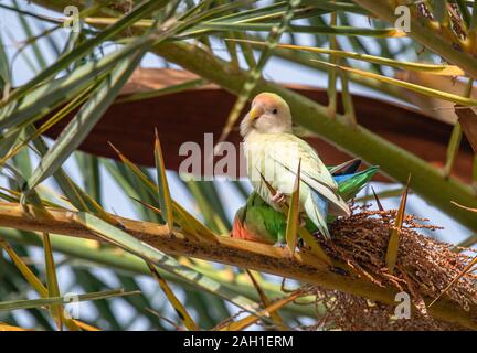 Un pájaro del amor color pastel se sienta en frente de una brigher pájaro en una rama del árbol de palma Foto de stock