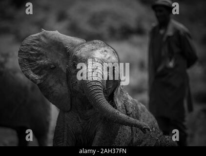 Huérfano africano (Loxodonta Africana) elefantes en el David Sheldrick Wildlife Trust (DSWT) en las afueras de Nairobi, Kenya. Foto de stock