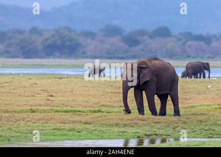Los elefantes asiáticos en Minneriya, Sri Lanka. Foto de stock