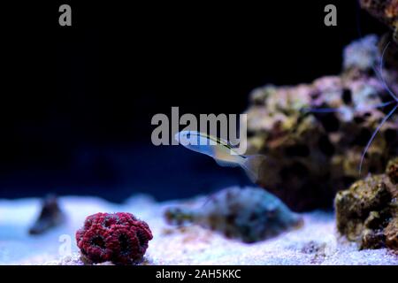 Mar Rojo imitar Blenny - (Ecsenius gravieri)