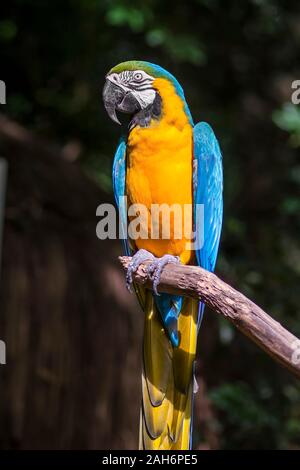 Ara ararauna, azul y amarillo de aves loros guacamayos en el Parque das Aves Foz do Iguaçu, estado de Paraná, Brasil Parque de las aves Cataratas del Iguazú