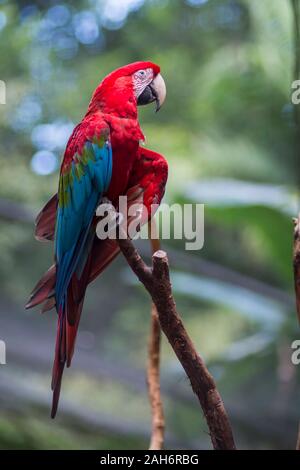 Rojo y verde o verde Guacamaya Guacamaya alado, nombre científico Ara chloropterus parrot bird en el Parque das Aves Foz do Iguaçu del estado de Paraná, Brasil, a la par de aves