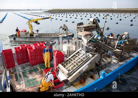 Los pescadores mejillón limpieza sacos en una máquina industrial en el muelle de Bruinisse, Países Bajos Foto de stock