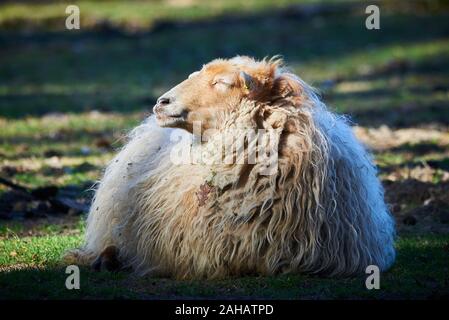 Ovejas descansando en el suelo (Ovis aries)