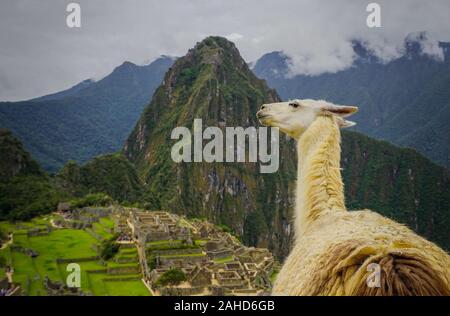 Llama salvajes en la ciudad de Machu Picchu. Foto de stock